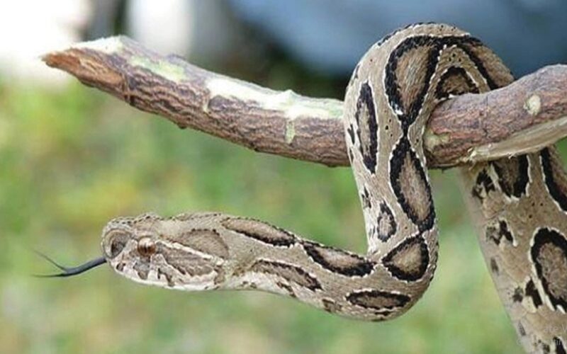 রাসেলস ভাইপার কতটা ভয়ংকর?