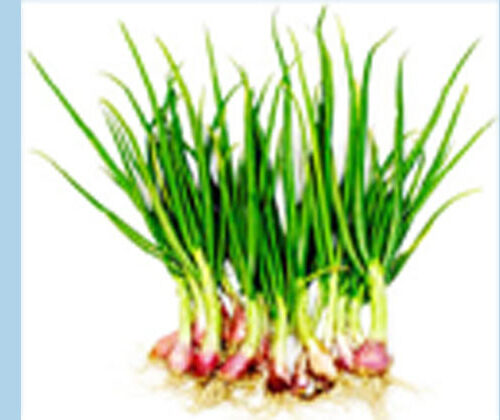 পেঁয়াজের পাতায় স্বাস্থ্য উপকারিতা