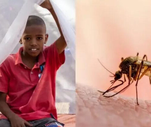 বিশ্বে এক বছরে ম্যালেরিয়ায় ৬ লাখের বেশি মানুষের মৃত্যু