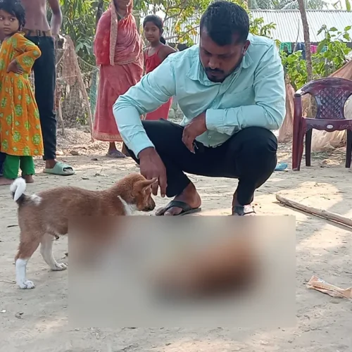 পটুয়াখালীতে কুকুরছানা পিটিয়ে হত্যার পর এলাকায় ক্ষোভ