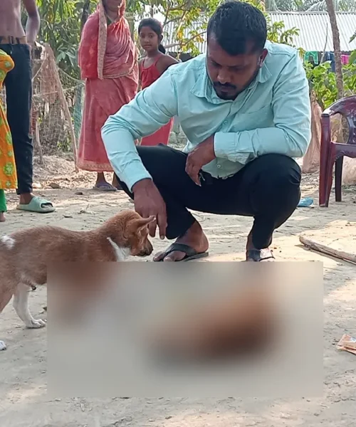 পটুয়াখালীতে কুকুরছানা পিটিয়ে হত্যার পর এলাকায় ক্ষোভ