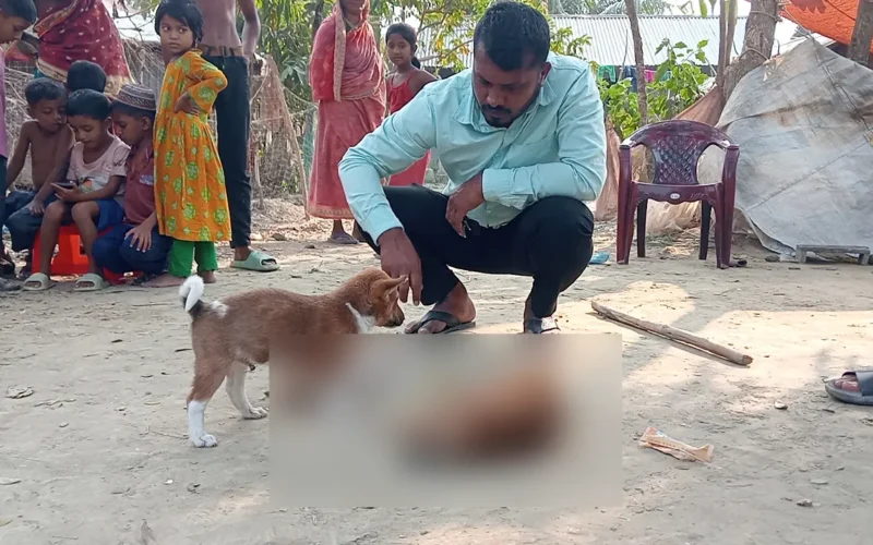পটুয়াখালীতে কুকুরছানা পিটিয়ে হত্যার পর এলাকায় ক্ষোভ