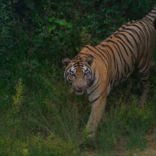 সুন্দরবনে বাঘের সঙ্গে লড়াই করে সঙ্গীকে বাঁচিয়ে আনলেন মৌয়ালরা
