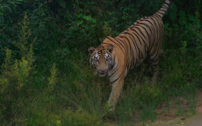 সুন্দরবনে বাঘের সঙ্গে লড়াই করে সঙ্গীকে বাঁচিয়ে আনলেন মৌয়ালরা